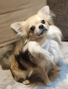 Langhaar Chihuahua Deckrüde! - Dingolfing