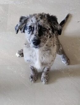 Welpe Weibchen Australian Shepherd(Papa) Goldie Schäferhund( Mama )am 7.4 .2025 wurden die kleine geboren und nach Absprache zu holen Juli abzugeben . - Hofkirchen