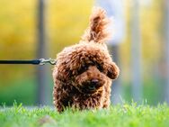 Maltipoo Rüde sucht neues Zuhause - Heilbronn