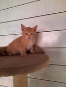 Katzenbabys suchen neues Zuhause in 93133