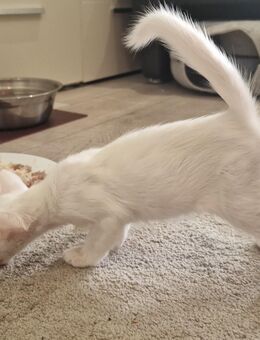 Siamesen und Balinesen kitten - Berlin