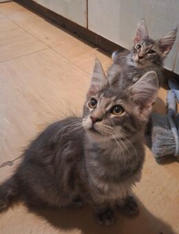 Maine Coon kater Gerald und Tiger - Berlin