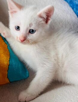 Türkische angora Baby katzen - Castrop-Rauxel Zentrum