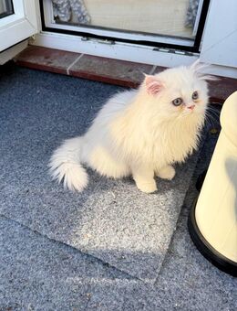 Nur noch 1 sehr verschmustes und menschenbezogenes Katerchen sucht ein neues Zuhause - Bremen