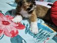 Shih-tzu Welpe in 63065