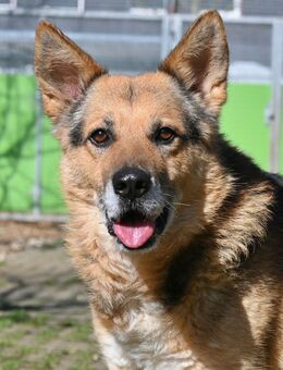 Leevi - süsser Senior sucht - Neuhausen (Fildern)