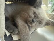 einrassige British & Birma Kitten – 3 Monate alt – 400 - Hamburg Bergedorf