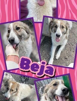 zauberhafte Hündin Beja sucht Zuhause - Nürnberg
