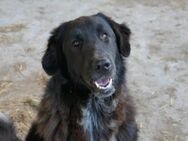 hübsche Cleo- ein Herz auf vier Pfoten - Kallmünz