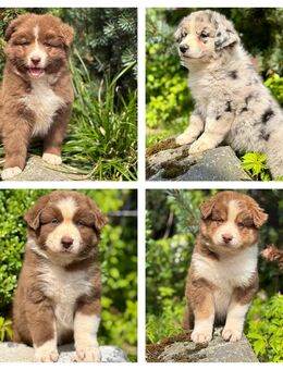 Australian Shepherd Welpen, vier Mädels mit ASCA Papieren. - Hümmel