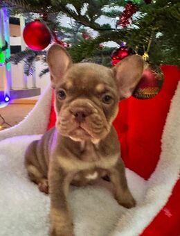 Französische Bulldoggen Welpen - Bad Schönborn