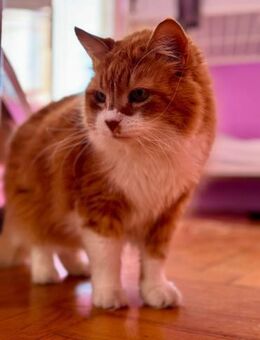 Wuscheliger Einzelkater Bepo - Ellerbek