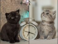 BKH Kitten mit Stammbaum - Weeze