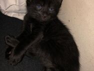 Mini katze verkaufen - Krefeld