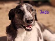 Jada ein großer Schatz! 01/22 ESP - Ruppertsecken