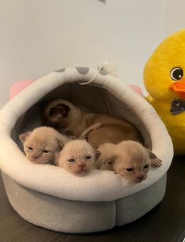 Burma Kitten in schokoladenfarben (Champagner) - Wuppertal
