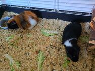 2 Meerschweinchen mit Käfig abzugeben - Bochum Gerthe