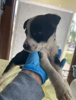 B686 süßes Hundebaby sucht Mama - Neuberg