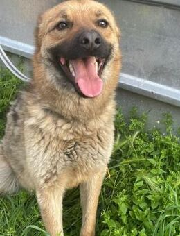 ❤️🐾 Lieber Grey sucht seine Familie 🐾 - Eislingen (Fils)