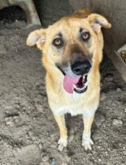 Sirius, der Anschmiegsame 🐾 - Elsdorf (Nordrhein-Westfalen)