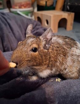 Älterer Degu sucht gleichaltrigen Freund (männlich, ca. 6 Jahre) - Bielefeld