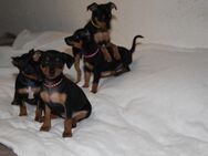 5 Süße Zwergpinscher Mix Welpen. - Dreisen