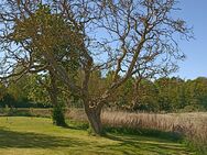 Walnussbaumholz - Groß Mohrdorf