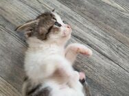 Sanftes Creme-Kitten sucht Herz & Heim - Wittenberg (Lutherstadt)