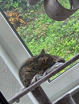 Junger liebevoller Kater - Bad Krozingen