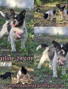 Charline ist ein aktiver Schatz - Schafflund