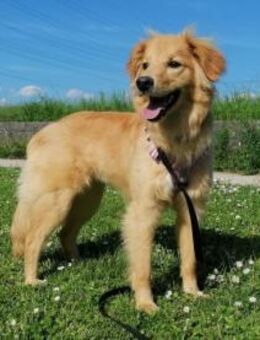 Patta braucht hundeerfahrene Menschen - Neuss