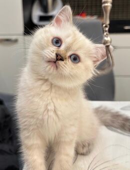 Wunderschöne Britisch Kurzhaar Kitten suchen ein neues Zuhause - Berlin