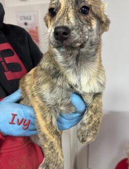 IVY - 5 Stromer suchen Familienanschluss - Konstanz