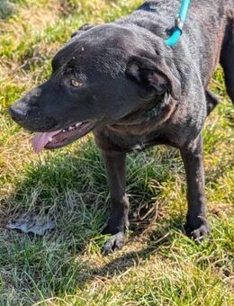 Thyson sucht nach seinem Zuhause - Nordwalde