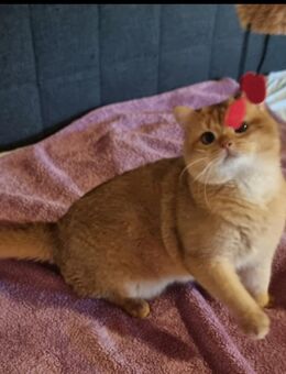 Deckkater BKH black golden ticked tabby - Weitnau