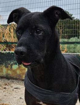 Siroco verdient ganz viel Fürsorge - Laatzen