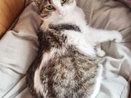 ❤️🐱 Ruhige Katzenmama Xena ❤️🐱 - Eislingen (Fils)