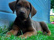 Rhodesian Ridgeback mit Papieren - Westerkappeln