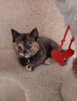 Süsse BKH Kitten mix - Goslar