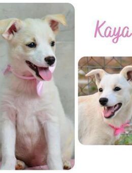 Kaya auf Pflegestelle in 56567 Neuwied - Wendelstein