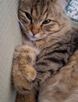 Katze suchen liebevolles Zuhause - Sankt Augustin