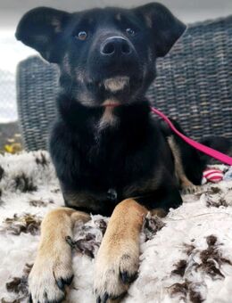 Lexi kleines Mädchen,das nach Wärme und sicherheit sucht - Nettetal