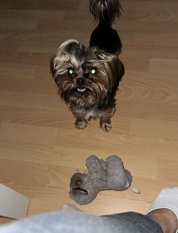 Deckrüde Yorkshire Terrier - Wuppertal