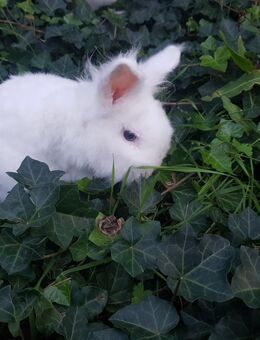 Liebevolles braves Zwergkaninchen Löwenköpfchen Männchen von Außenhaltung - Dettelbach