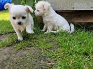 3 Chihuahua Welpen - (2 übrig) - Friesack