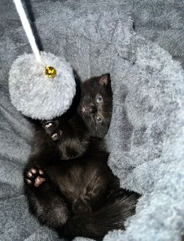 Schwarze BKH Kitte - Langenhagen