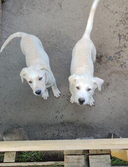 Golden Retriever - Kuvasz Mix-Welpen - Suckow