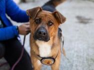 Malou sucht ein ruhiges Zuhause! - München