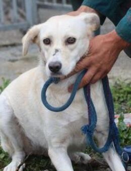 Sama - kinderliebe Familienhündin - Lohra