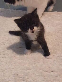 Kitten bkh - Hürth